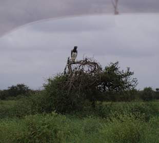 Nationalpark Kenia