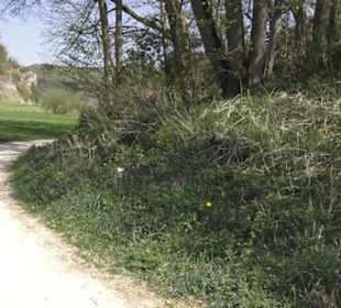 Waldlehrpfad an der Lauter