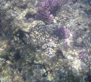 Schnorcheln. Hotel Bel Air Azur Resort