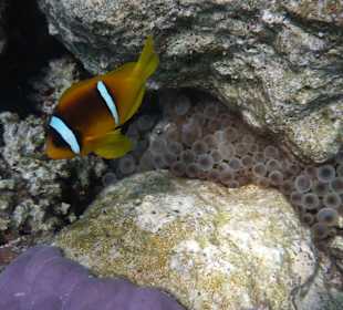 Atemberaubende Unterwasserwelt