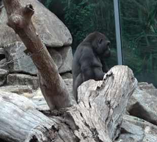 Tierpark Hellabrunn - Welt der Affen