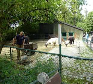 Esel und Lama Anlage
