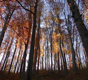 Blick auf den Wienerwald
