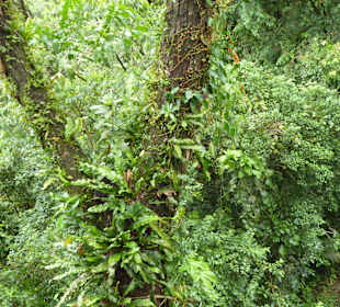 Pflanze im Rainforest