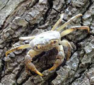 Krab w Dolinie Motyli