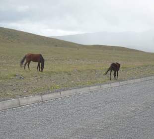 Wilde Pferde auf dem Weg zur Lagune