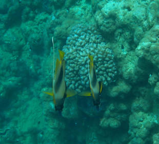Soo schlecht ist das Riff auch nicht gewesen