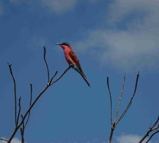 Krüger Nationalpark