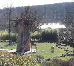 Blick aufs Giraffen Gehege