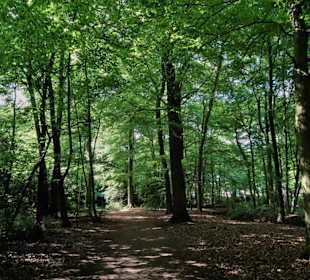 Frühlingsspaziergang durch das Eversten Holz
