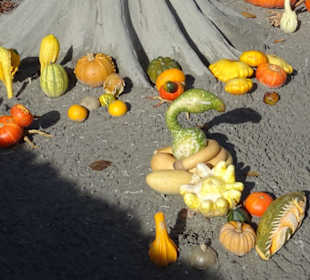 Kürbisausstellung