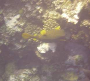 Gelber Kofferfisch