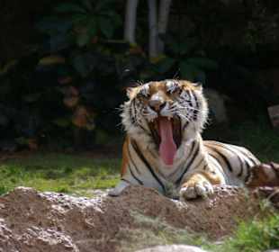 Mittagspause für Tiger?