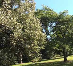 Maulbeerbaum- Allee