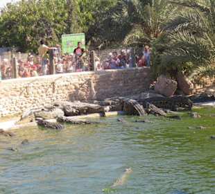 Djerba Explore (Krokodil-Farm)
