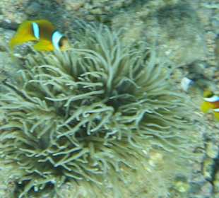 Zwei Nemos in ihrer Anemone