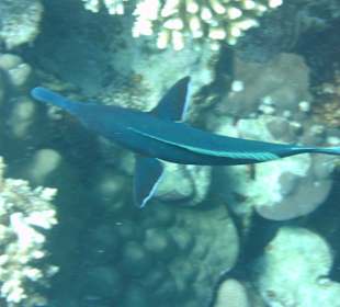 Blauer Vogelfisch