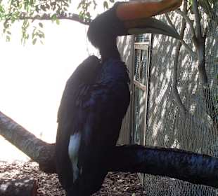 In Pose 