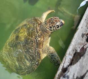 Schildkröten füttern, absolutes Highlight für Kind