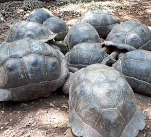 Tourguides Eddy Murphy