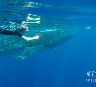 Whaleshark - Mexico / KayTours