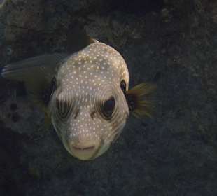 Hotel Gorgonia Beach