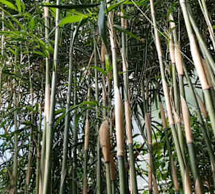 Botanischer Garten