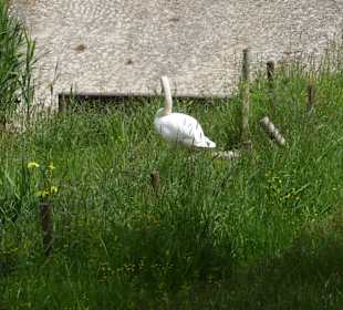 Forellenbächle