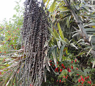 Parque Botánico de Maspalomas