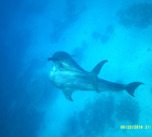 Ein unvergessliche Tag mit der Sonnenfee