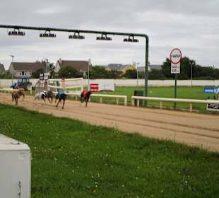 Windhundrennen Tralee