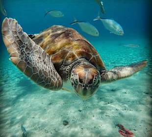 Schildkröten auf Curacao