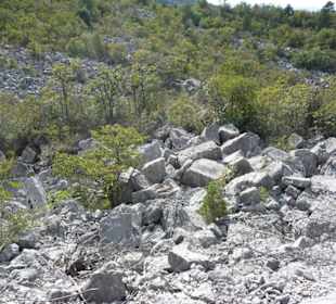 Links und rechts des Forstweges