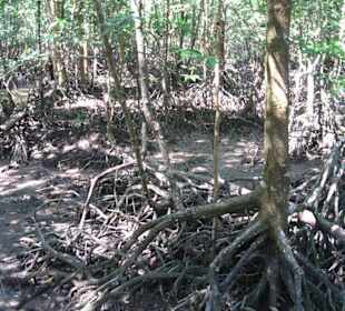Ausflug zum Mangrovenwald