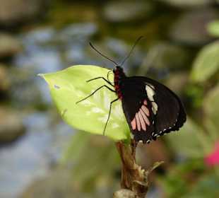 Schmetterlingspark von Benalmádena Mariposario 