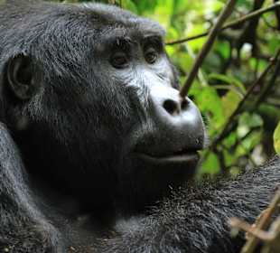 Gorilla
