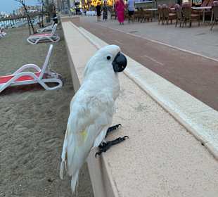 Strandpromenade Can Picafort