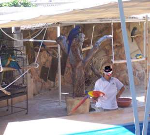 Marineland Papagai Show