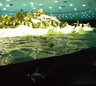 Arktische Pinguinlandschaft