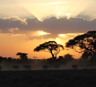 Sonnenuntergang mit Zebras