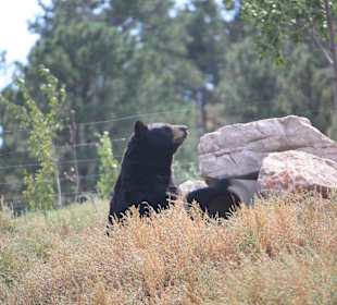 Bear Country Rapid City
