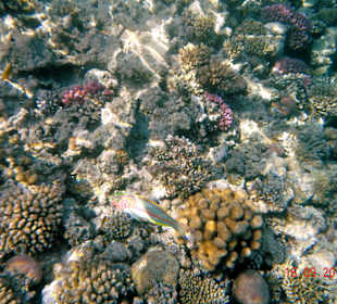 Wunderschöne Korallen 