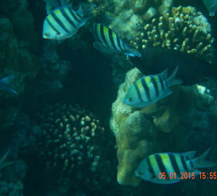 Рыбки прямо у лесенки