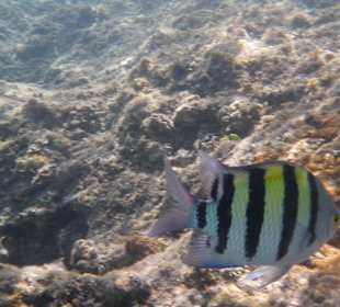 Hotel BEACH Albatros Resort & Spa