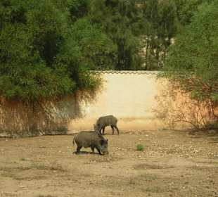 Wildschweine