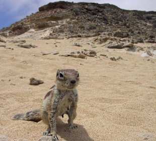 Hungriges & durstiges Streifenhörnchen