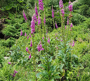 Rundwanderweg Baiersbronn