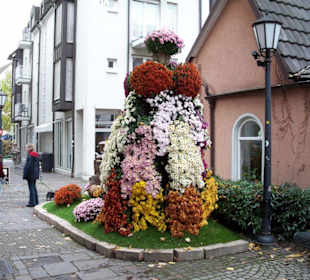 Chrysanthemen Show