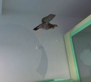 Museum für Naturkunde