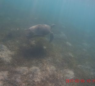 Schnorcheln Caribbean World Resorts Soma Bay